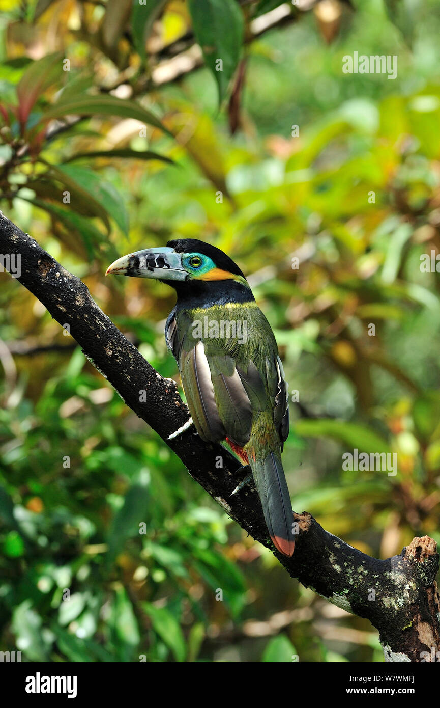 Spot maschio-fatturati Toucanet (Selenidera maculirostris) in montane foresta pluviale atlantica di Serra Bonita privato patrimonio naturale (RPPN Serra Bonita), Camacan, sud dello Stato di Bahia, Brasile orientale. Foto Stock