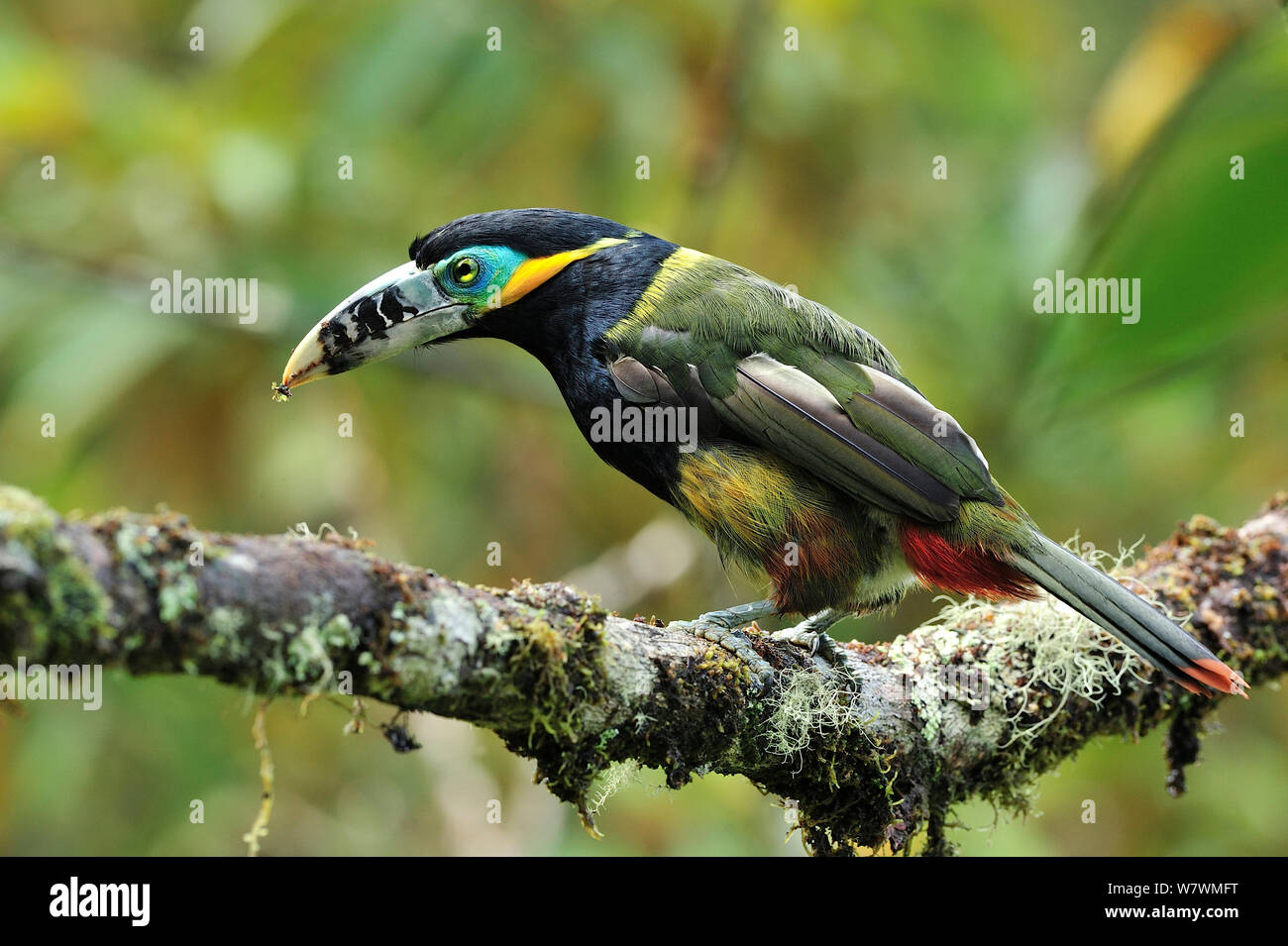 Spot maschio-fatturati Toucanet (Selenidera maculirostris) in montane foresta pluviale atlantica di Serra Bonita privato patrimonio naturale (RPPN Serra Bonita), Camacan, sud dello Stato di Bahia, Brasile orientale. Foto Stock