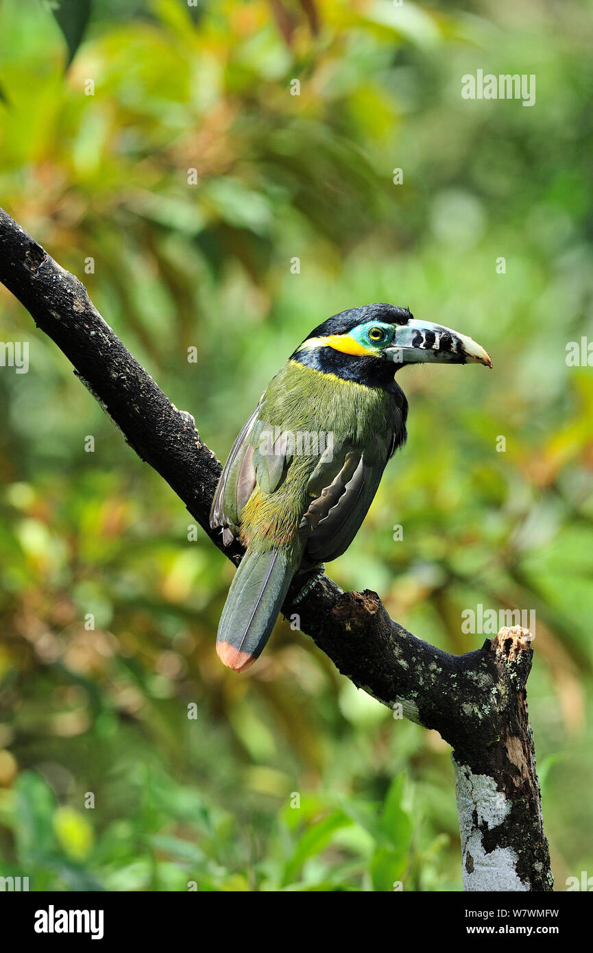 Spot maschio-fatturati Toucanet (Selenidera maculirostris) in montane foresta pluviale atlantica di Serra Bonita privato patrimonio naturale (RPPN Serra Bonita), Camacan, sud dello Stato di Bahia, Brasile orientale. Foto Stock