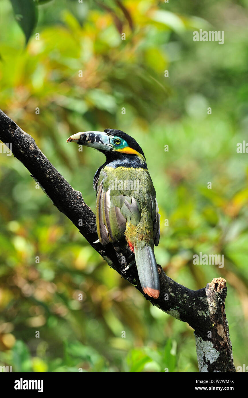 Spot maschio-fatturati Toucanet (Selenidera maculirostris) in montane foresta pluviale atlantica di Serra Bonita privato patrimonio naturale (RPPN Serra Bonita), Camacan, sud dello Stato di Bahia, Brasile orientale. Foto Stock