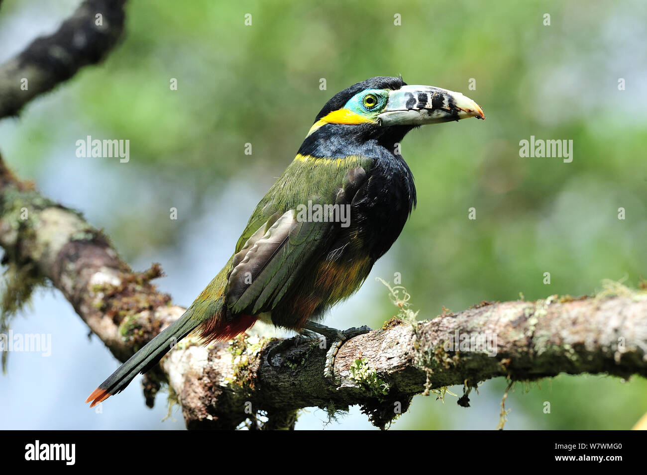 Spot maschio-fatturati Toucanet (Selenidera maculirostris) in montane foresta pluviale atlantica di Serra Bonita privato patrimonio naturale (RPPN Serra Bonita), Camacan, sud dello Stato di Bahia, Brasile orientale. Foto Stock