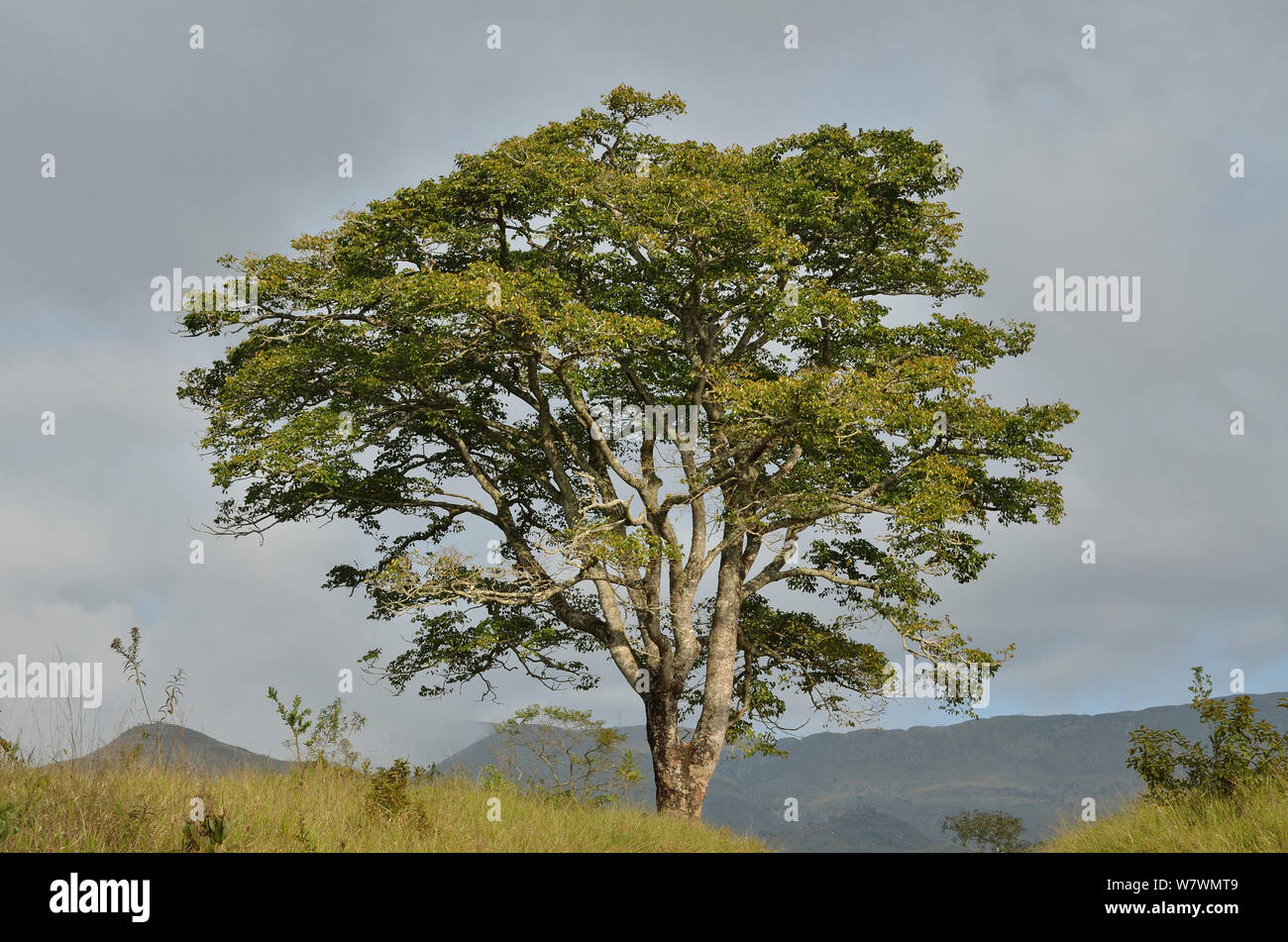 Jatoba Tree (Hymenaea courbaril) a Sao Roque de Minas town, nei pressi di Serra da Canastra National Park, regione di Cerrado, Minas Gerais, Brasile sudorientale Foto Stock