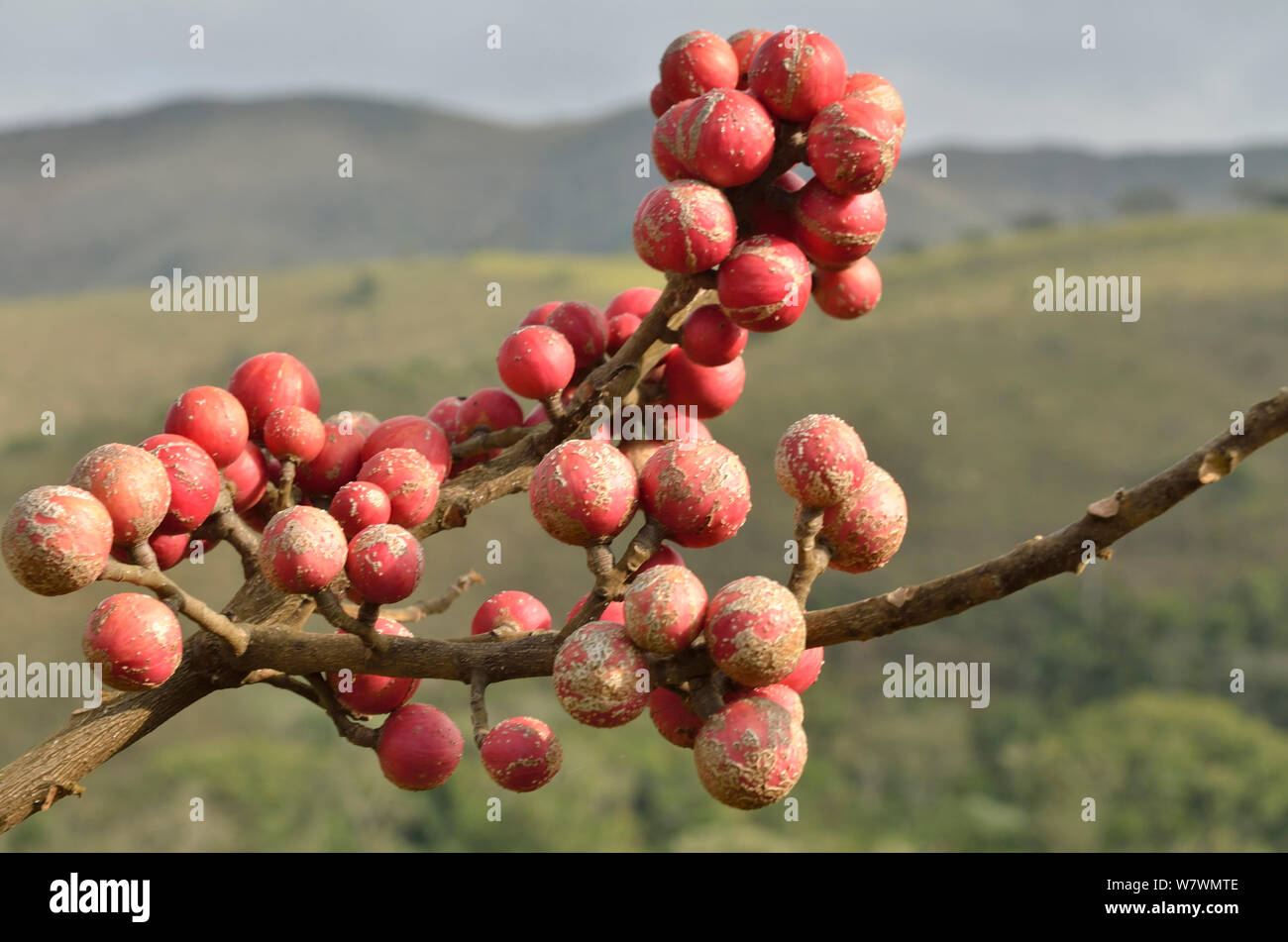 Frutti di &#39;Canjerana&#39; tree (Cabralea canjerana) a Sao Roque de Minas town, nei pressi di Serra da Canastra National Park, regione di Cerrado, Minas Gerais, Brasile sudorientale Foto Stock