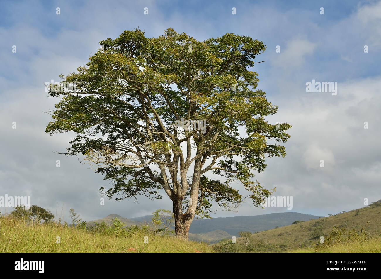 Jatoba Tree (Hymenaea courbaril) a Sao Roque de Minas town, nei pressi di Serra da Canastra National Park, regione di Cerrado, Minas Gerais, Brasile sudorientale Foto Stock