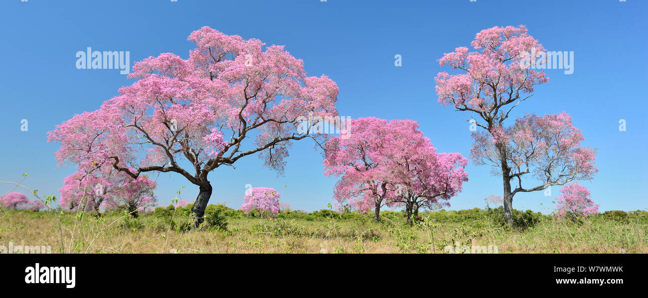 Rosa Ipe alberi (Tabebuia ipe / Handroanthus impetiginosus) in fiore, Pantanal, Mato Grosso Membro, Brasile occidentale. Foto Stock