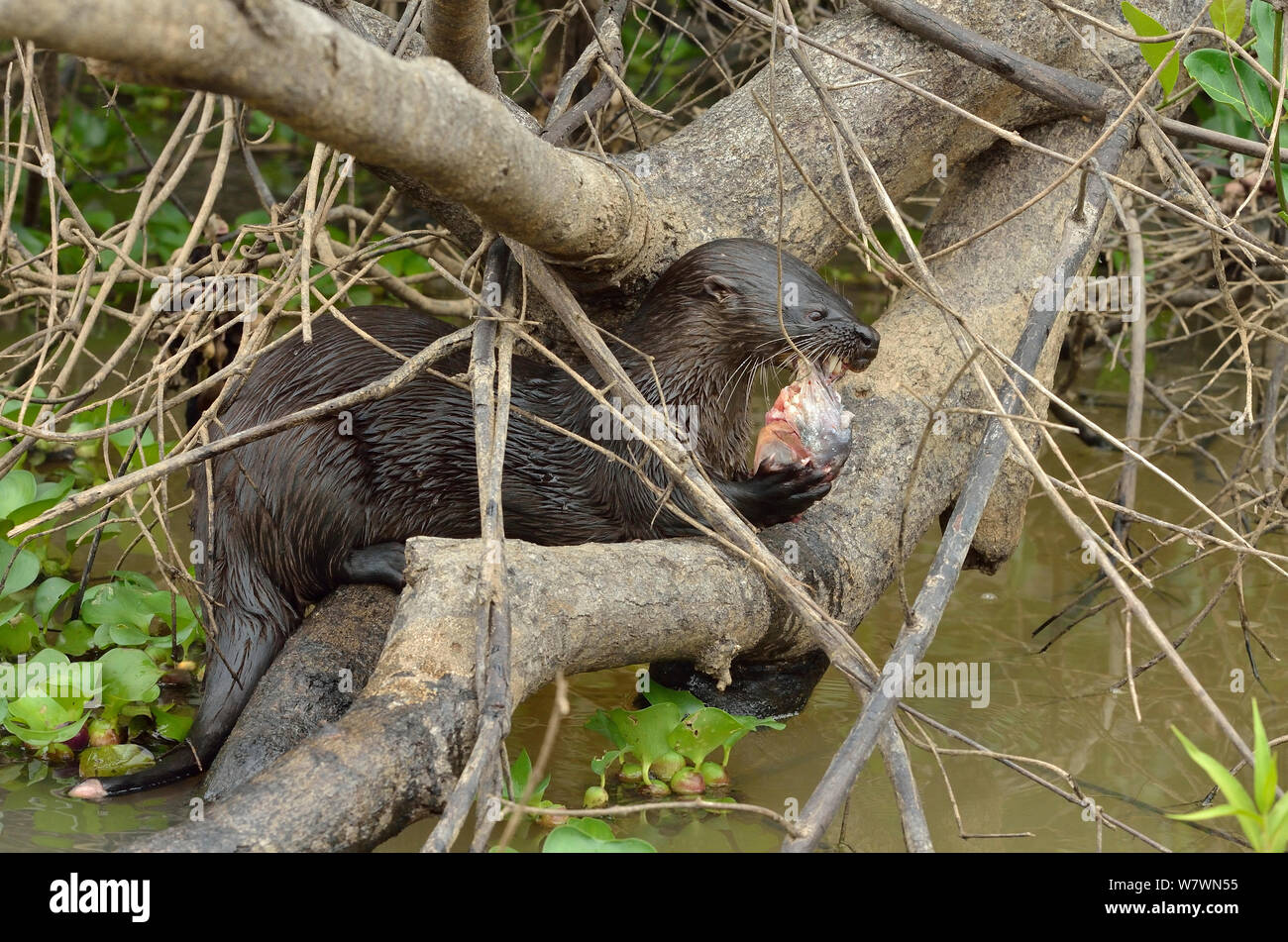 Neotropical Lontra di fiume (Lontra longicaudis) mangiando un pesce, Pantanal, Mato Grosso Membro, Brasile occidentale. Foto Stock