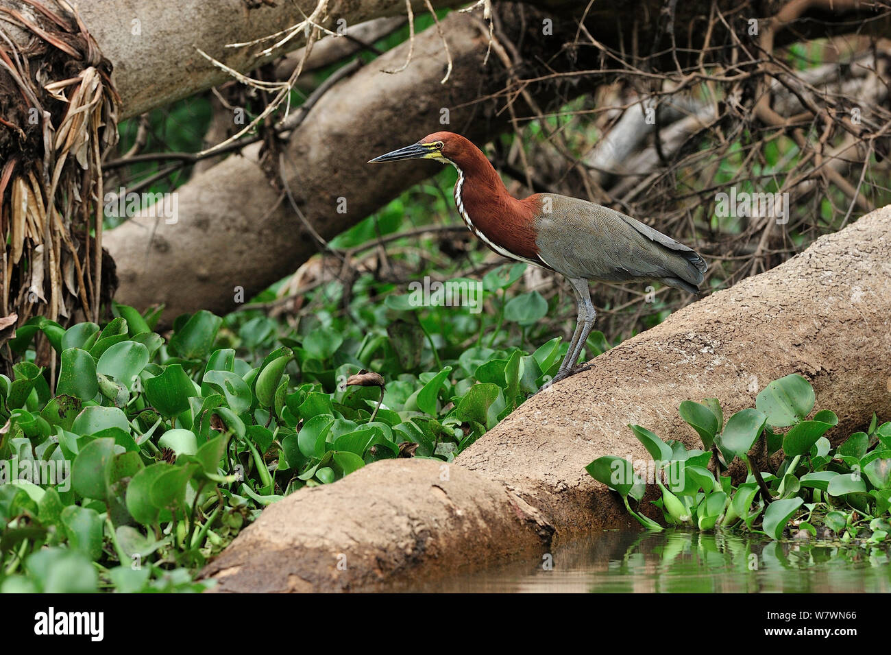 Rufescent Tiger Heron (Tigrisoma lineatum) Pantanal, Mato Grosso Membro, Brasile occidentale. Foto Stock