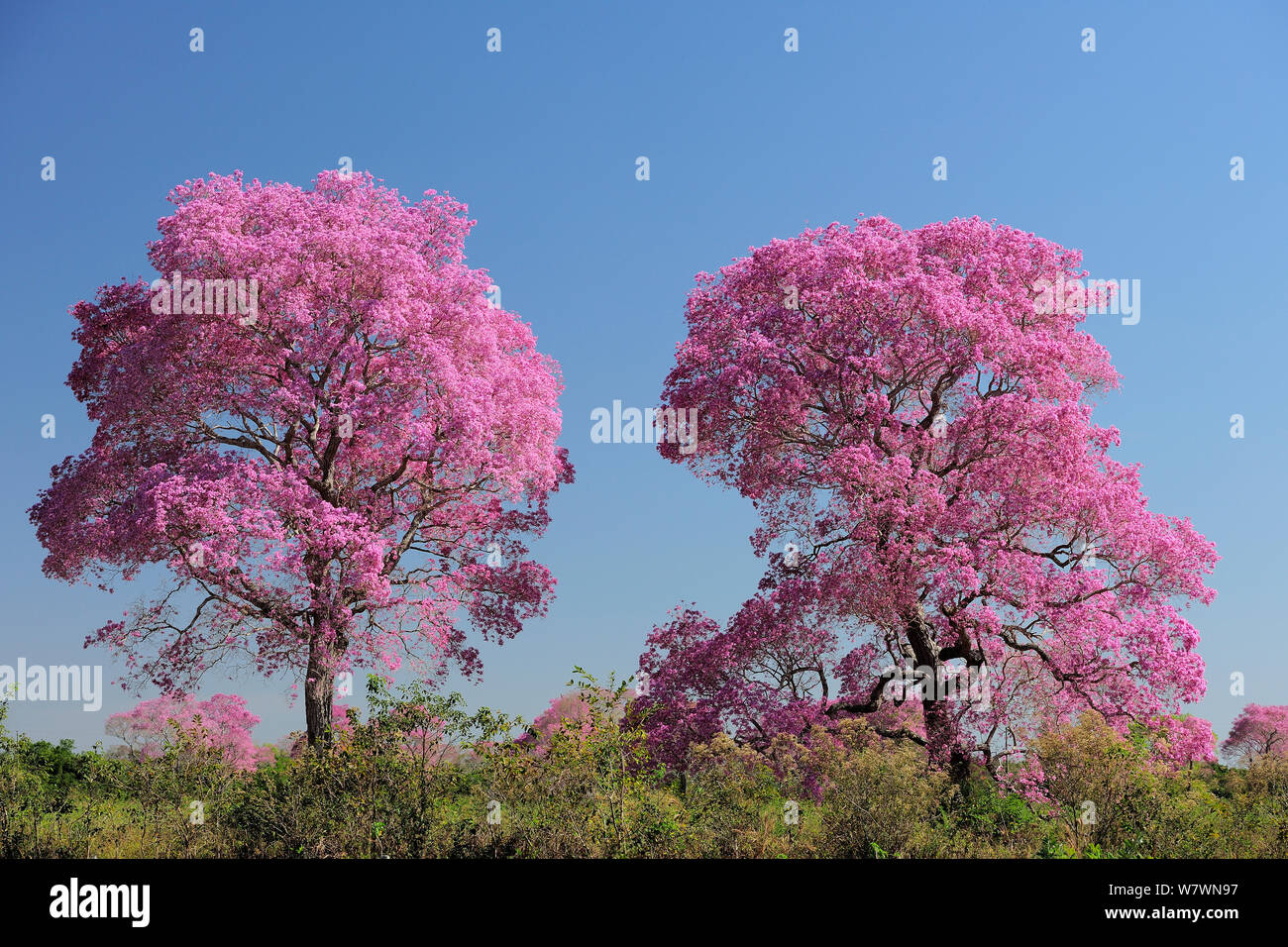 Rosa Ipe alberi (Tabebuia ipe / Handroanthus impetiginosus) in fiore, Pantanal, Mato Grosso Membro, Brasile occidentale. Foto Stock