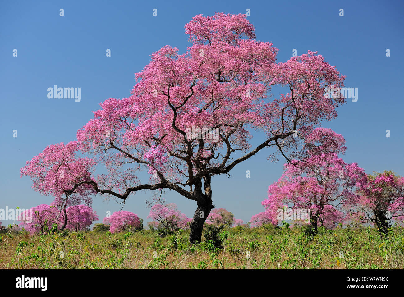 Rosa Ipe alberi (Tabebuia ipe / Handroanthus impetiginosus) in fiore, Pantanal, Mato Grosso Membro, Brasile occidentale. Foto Stock