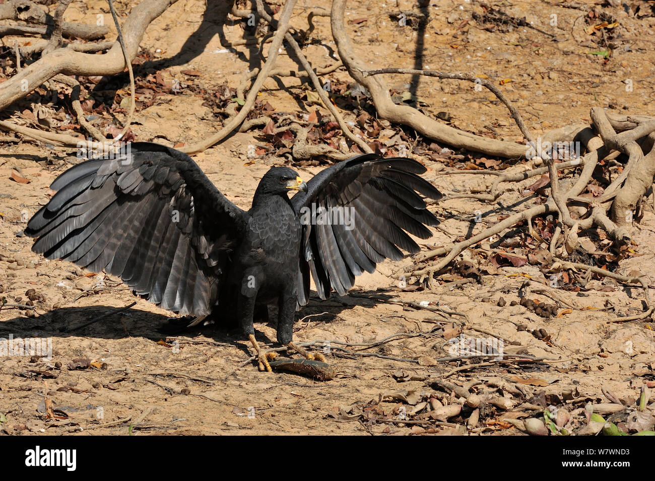 Falco nero (Buteogallus urubitinga) tenendo un pesce in i suoi artigli con ali stese, sulla riva del fiume Pixaim presso il Pantanal del Mato Grosso, Mato Grosso Membro, Brasile occidentale. Foto Stock