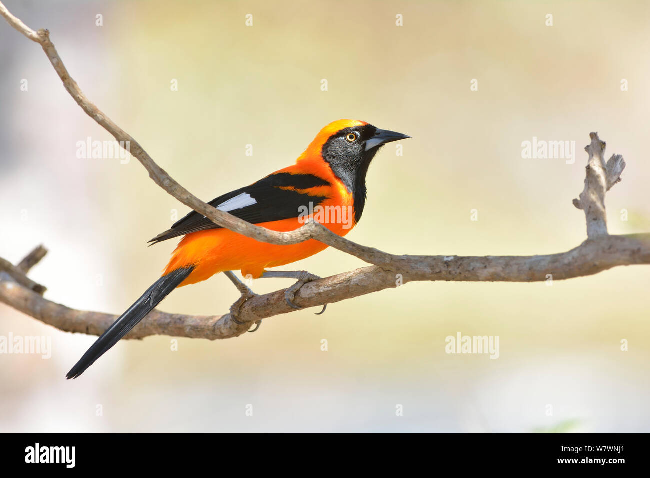 Arancio-backed troupial (Icterus croconotus) arroccato, Pantanal, Mato Grosso, Brasile. Foto Stock