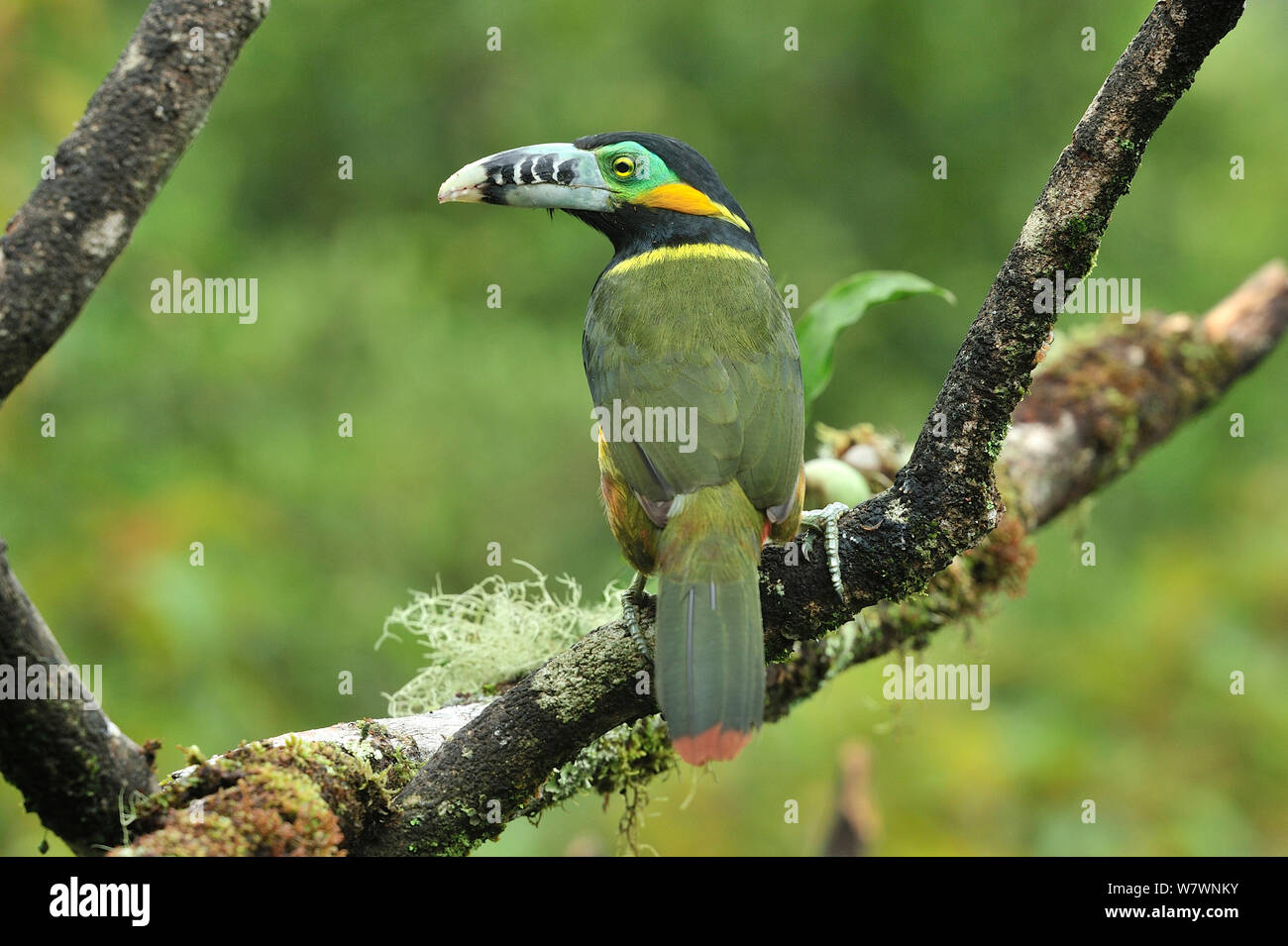 Spot maschio-fatturati Toucanet (Selenidera maculirostris) Vista posteriore, in montane foresta pluviale atlantica di Serra Bonita privato patrimonio naturale (RPPN Serra Bonita), Camacan, sud dello Stato di Bahia, Brasile orientale. Foto Stock