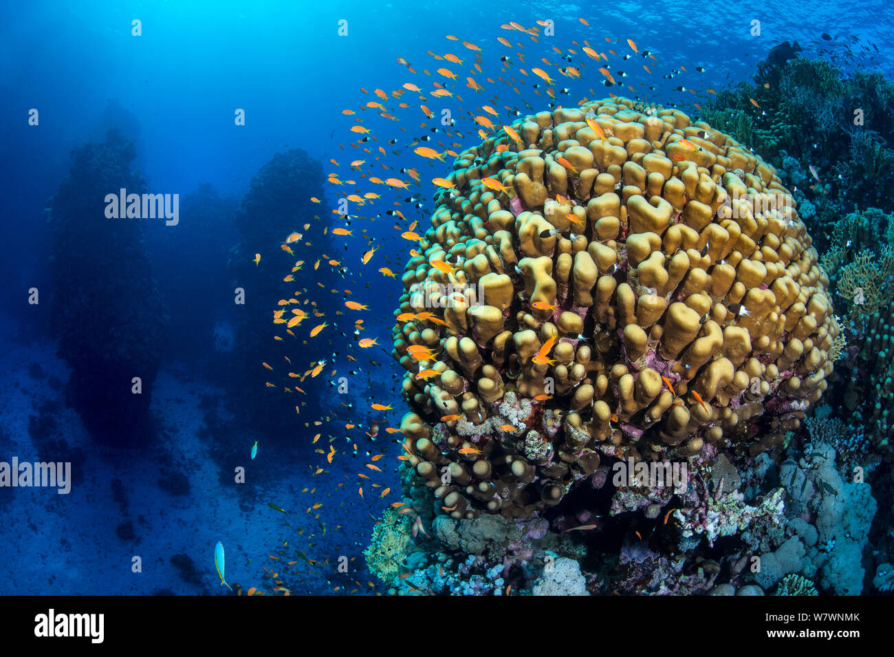 Scuola di Scalefin Anthias (Pseduanthias squamipinnis) attorno alla testa di corallo nel Mare Rosso. Umm Aruk Reef, St Johns Wood, St Johns Reef, Egitto. Mar Rosso Foto Stock