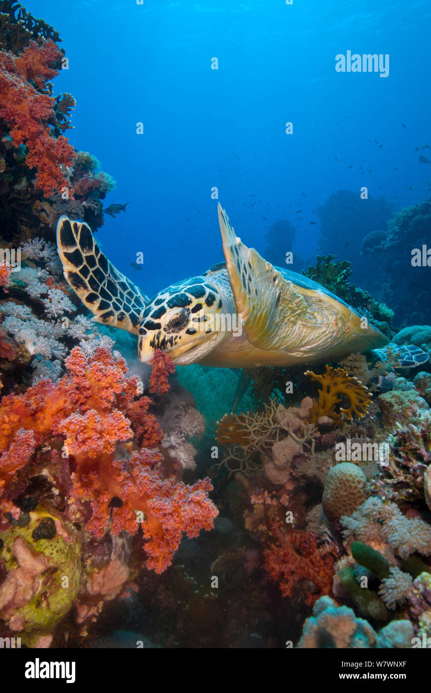 Tartaruga embricata (Eretmochelys imbricata) alimentazione su coralli molli (Dendronepthya sp.) Ras Mohammed Parco Marino, Sinai, Egitto. Mar Rosso. Foto Stock