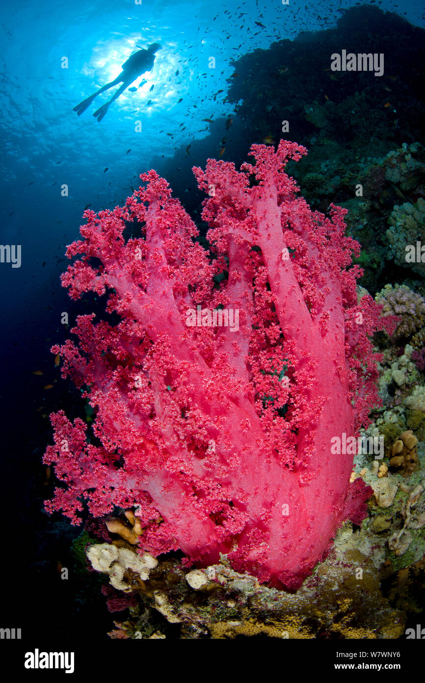 Nuoto subacqueo lungo la barriera corallina, al di sopra di coralli molli (Dendronephthya klunzingeri) Jackson Reef, stretto di Tiran, Golfo di Aqaba, Mar Rosso. Il Sinai Egitto. Foto Stock
