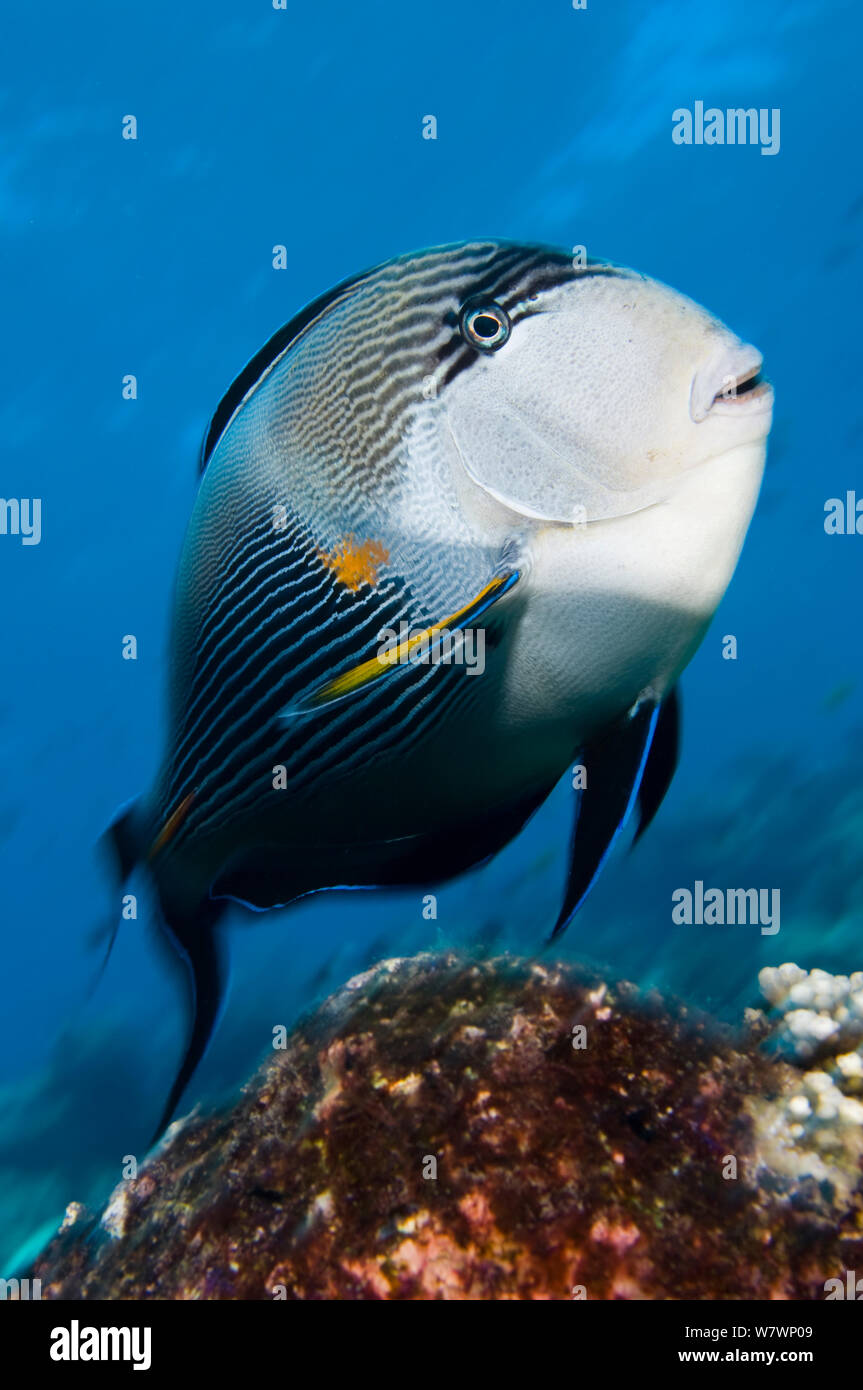 Sohal surgeonfish (Acanthurus sohal) nuoto su pezzo di relitto a difendere il proprio territorio, relitto di Kingston, Shag Rock, Egitto. Stretto di Gubal, Mar Rosso. Foto Stock