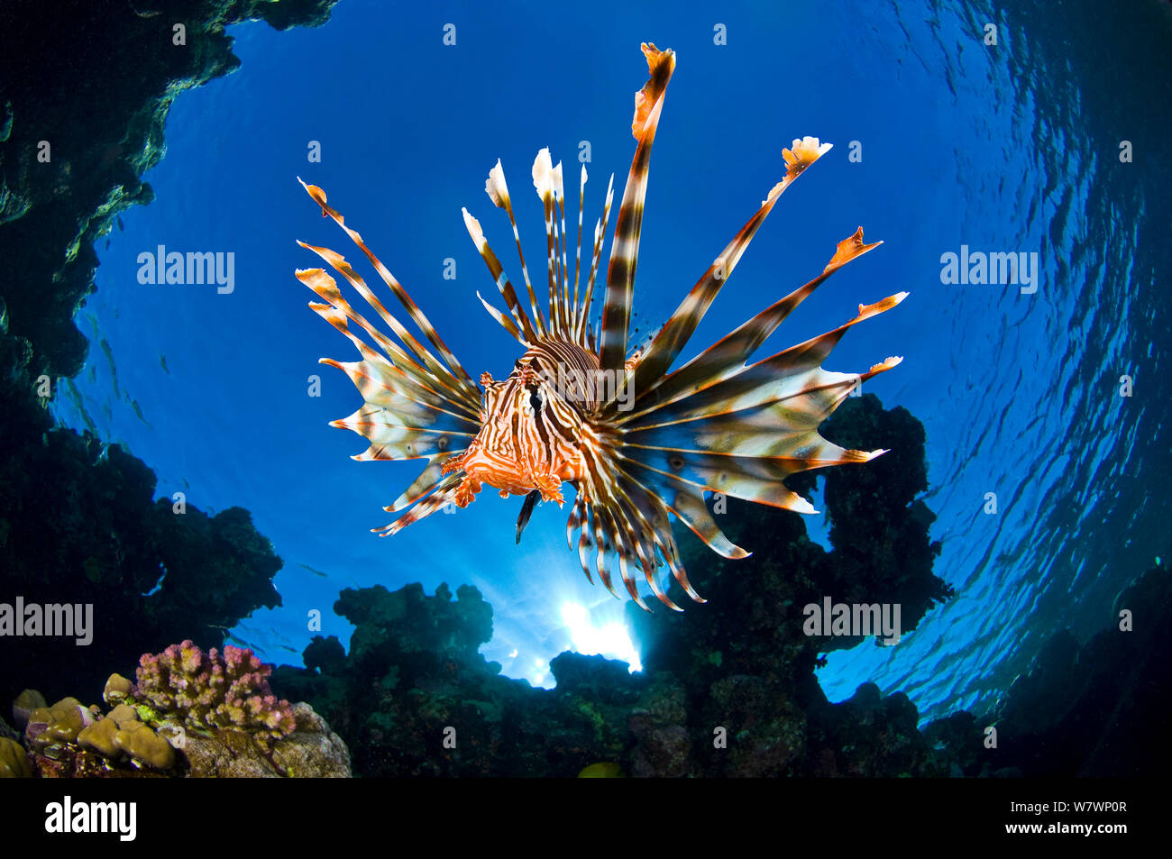 Leone femmina (pterois volitans) sulla barriera corallina. Jackfish Alley, Ras Mohammed Parco Marino, Sinai, Egitto. Il golfo di Aqaba, Mar Rosso. Foto Stock