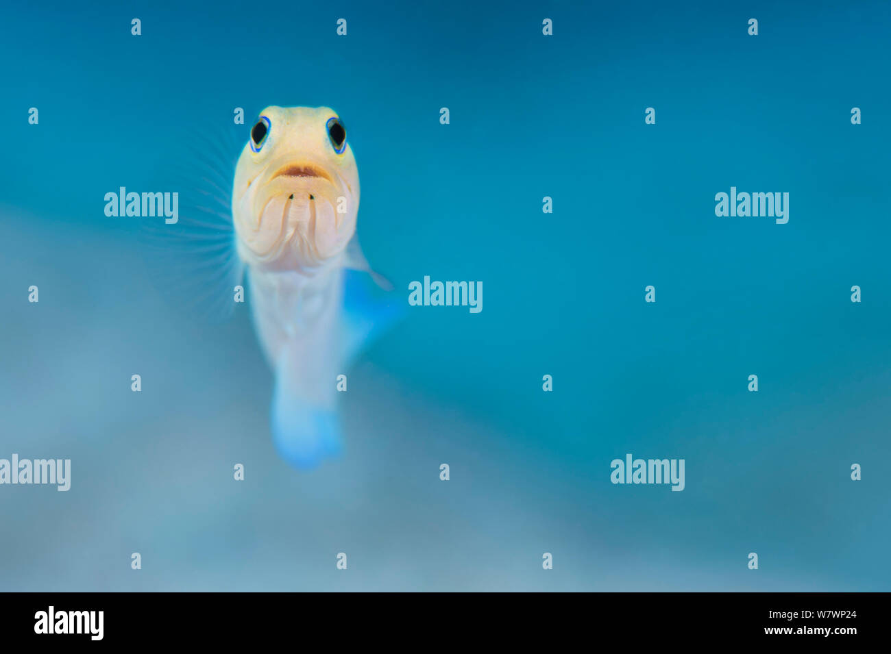Ritratto di giallo-guidato jawfish (Opistognathus aurifrons) in bilico a metà acqua sopra la sua tana. East End, Grand Cayman, Isole Cayman, British West Indies. Mar dei Caraibi. Foto Stock