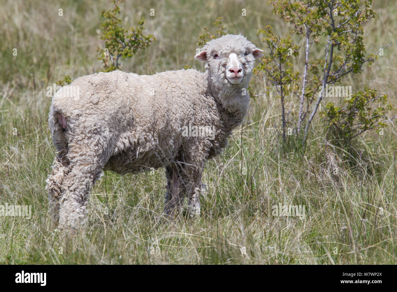 Pecore Merino (Ovis aries) sei mesi tra agnello lungo erba di pascolo. Montare Giovanni di Central Otago, Nuova Zelanda. Novembre. Foto Stock