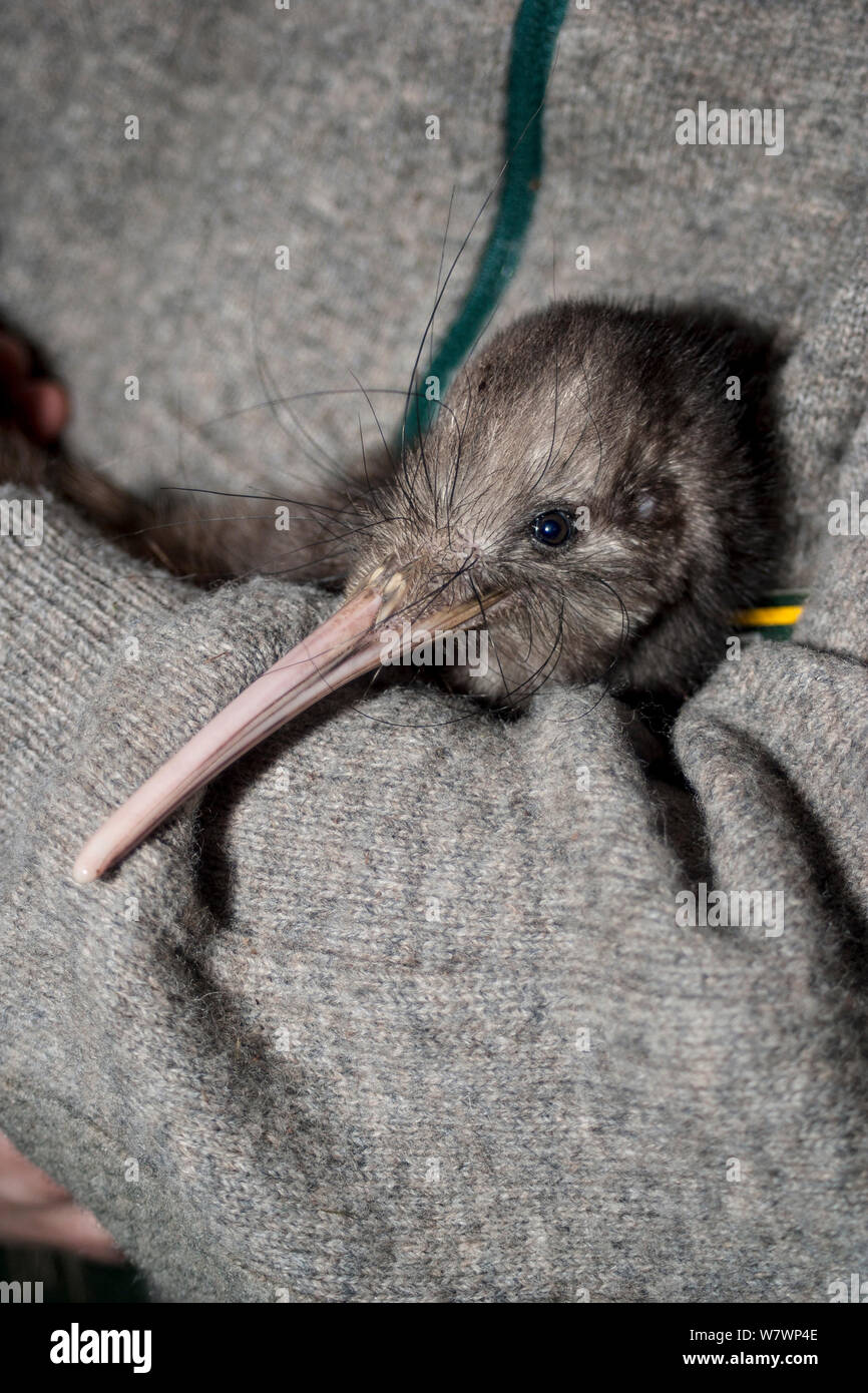 Adulto maschio marrone settentrionale kiwi (Apteryx mantelli) detenute da conservatore, con la testa e il disegno di legge che mostra lungo il gatto-come baffi di colore avorio bill con le narici posizionati in corrispondenza della punta. Flusso di confine terraferma Isola, Hawkes Bay, Nuova Zelanda, Ottobre. Specie in via di estinzione. Foto Stock