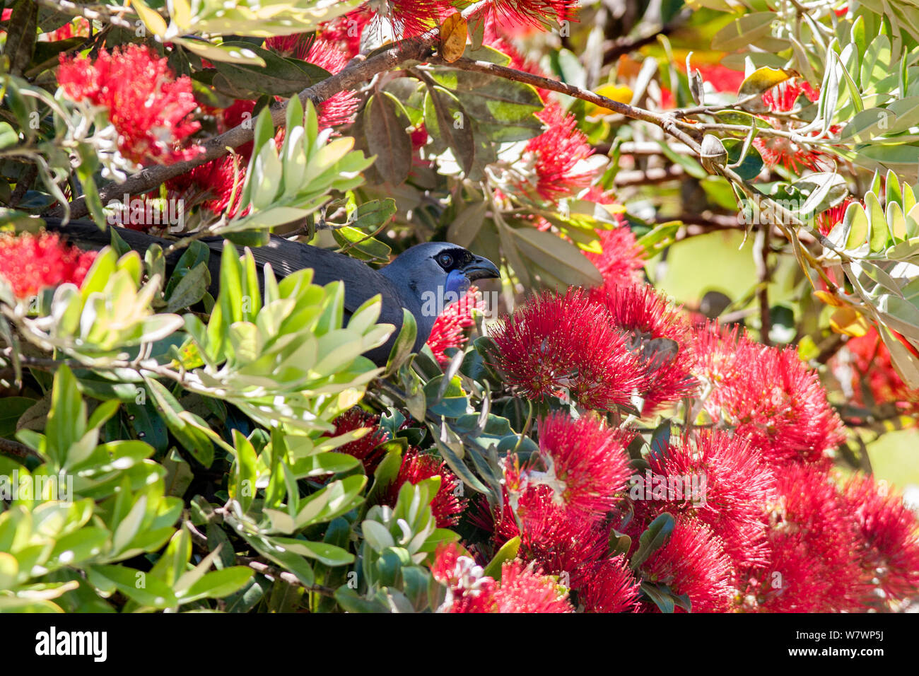 Per adulti (kokako Callaeas wilsoni) arroccato in una fioritura Pohutukawa tree (Metrosideros excelsa) ed alimentando il nettare. Tiritiri Matangi Island, Auckland, Nuova Zelanda, Dicembre. Specie in via di estinzione. Foto Stock