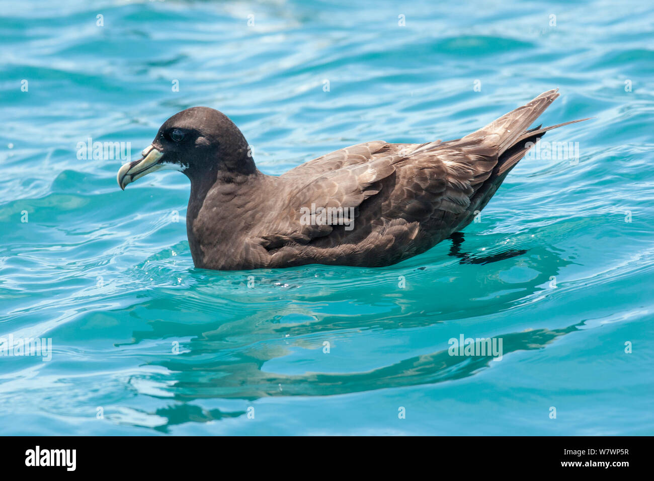 Bianco-chinned petrel (Procellaria aequinoctialis) in appoggio sull'acqua. Nota l'ala usurati converte. Kaikoura, Canterbury, Nuova Zelanda, Dicembre. Le specie vulnerabili. Foto Stock