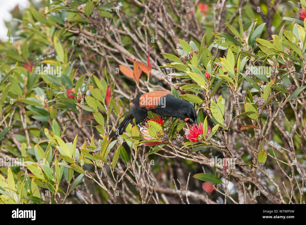 Adulto di Isola del Sud a doppio spiovente (Philesturnus carunculatus) foraggio su nectar del sud della rata (Metrosideros umbellata) Ulva isola, Isola Stewart, Nuova Zelanda, Novembre. Foto Stock