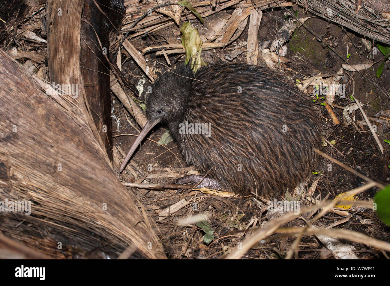 Sub-adulto settentrionale di kiwi marrone (Apteryx mantelli) rannicchiato nella sua sono ' appollaiati spot nella foresta. Piccola isola barriera, Auckland, Nuova Zelanda, Settembre. Specie in via di estinzione. Foto Stock