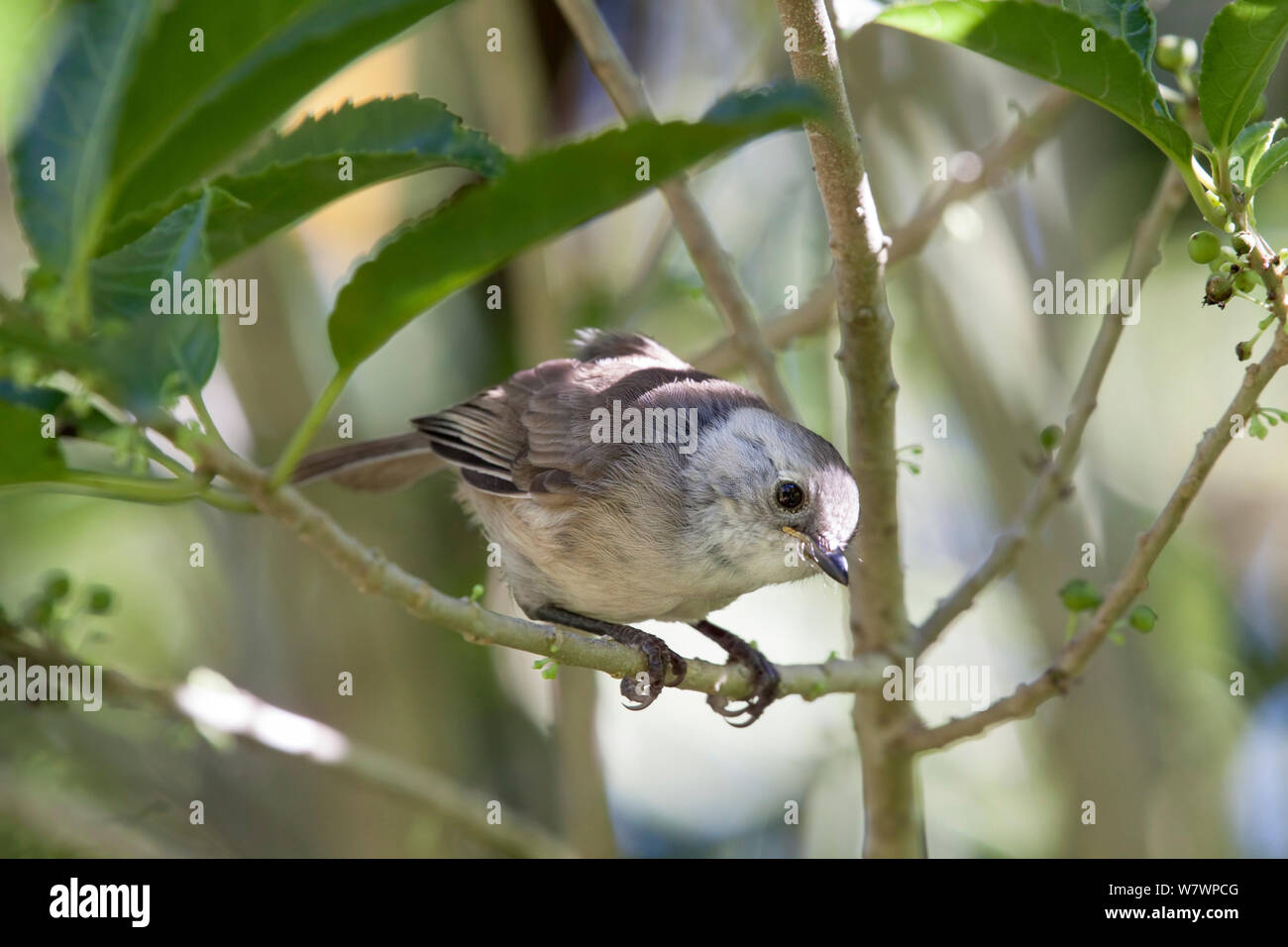 Recentemente fledged capretti Whitehead (Mohoua albicilla) coetanei attraverso i rami. Tiritiri Matangi Island, Auckland, Nuova Zelanda, gennaio. Foto Stock