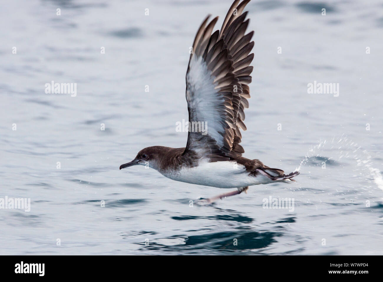 Svolazzanti shearwater (Puffinus gavia) tenuto fuori dalla superficie del mare che mostra la underwing e indossato le piume alla fine della stagione della riproduzione. Golfo di Hauraki, Auckland, Nuova Zelanda, febbraio. Foto Stock