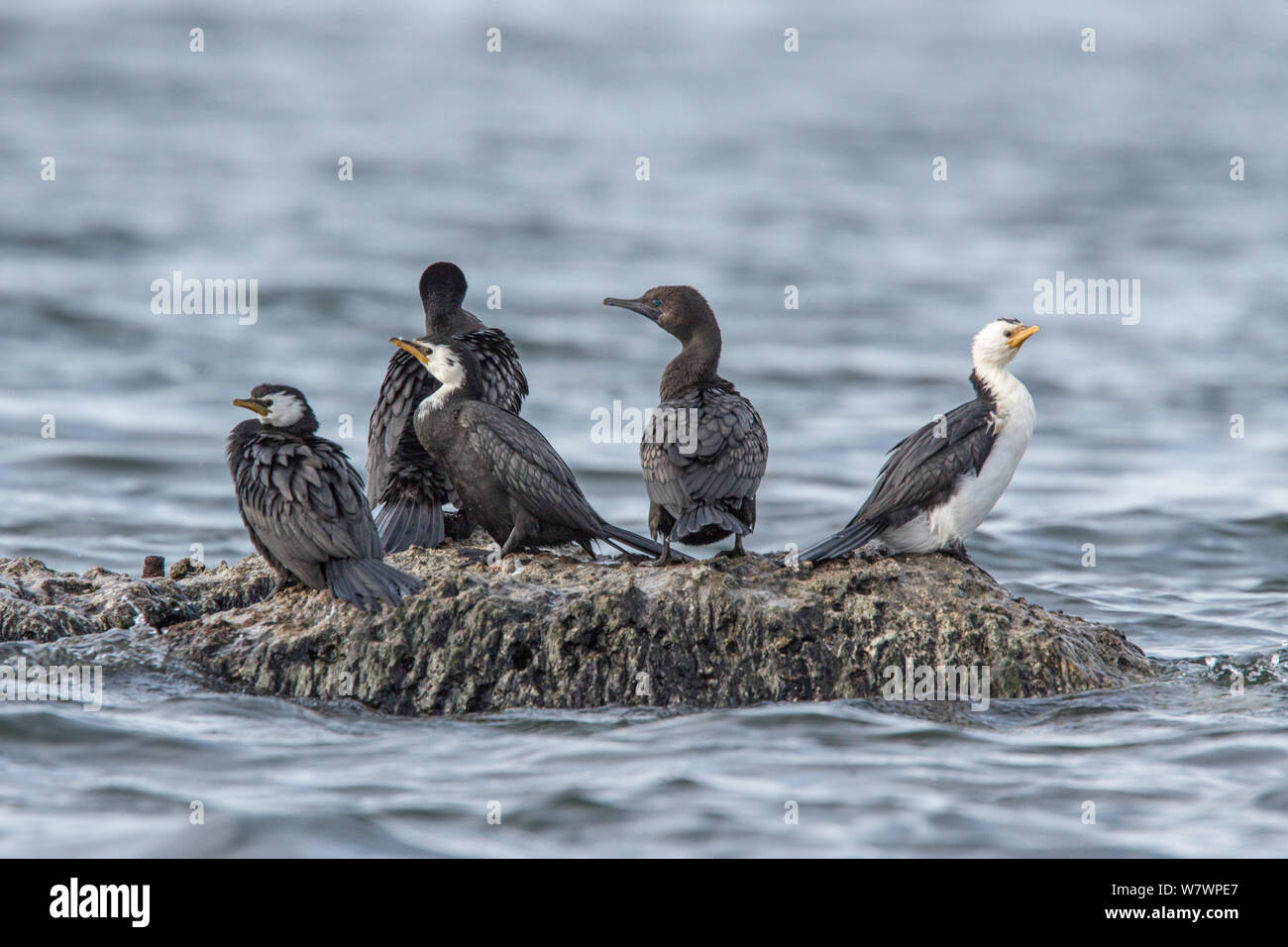 Gruppo misto di tre adulto piccolo pied cormorano (Phalacrocorax melanoleucos) e due adulti poco cormorani neri (Phalacrocorax sulcirostris) arroccata su una roccia. Il lago di Rotorua, Baia di Planty, Nuova Zelanda, Luglio. Foto Stock