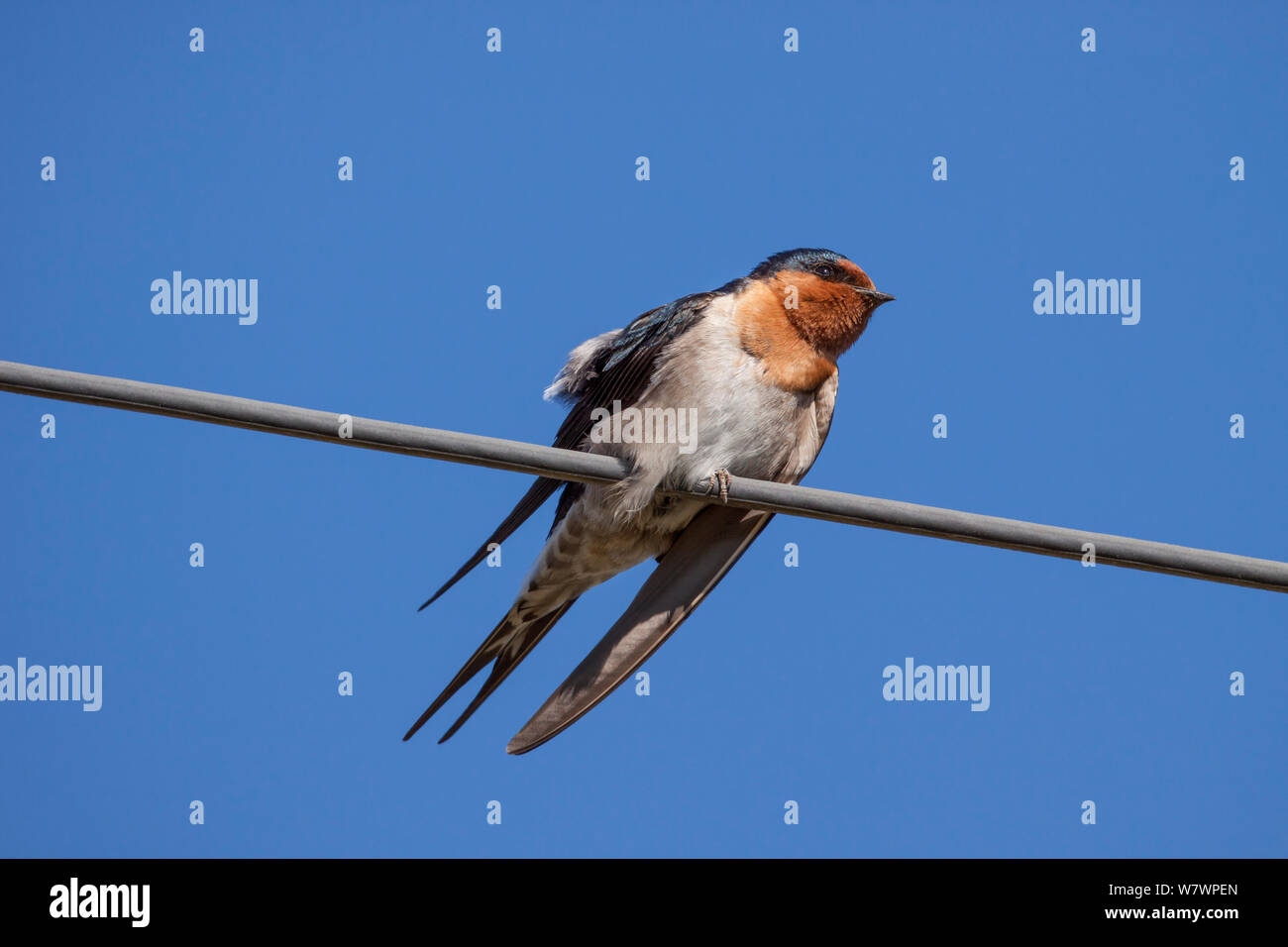Maschio adulto Benvenuti swallow (Hirundo neoxena neoxena) in fresco non-allevamento piumaggio, arroccato su una linea telefonica nel sun. Manawatu Affitto estuario, Manawatu Affitto, Nuova Zelanda, Agosto. Foto Stock