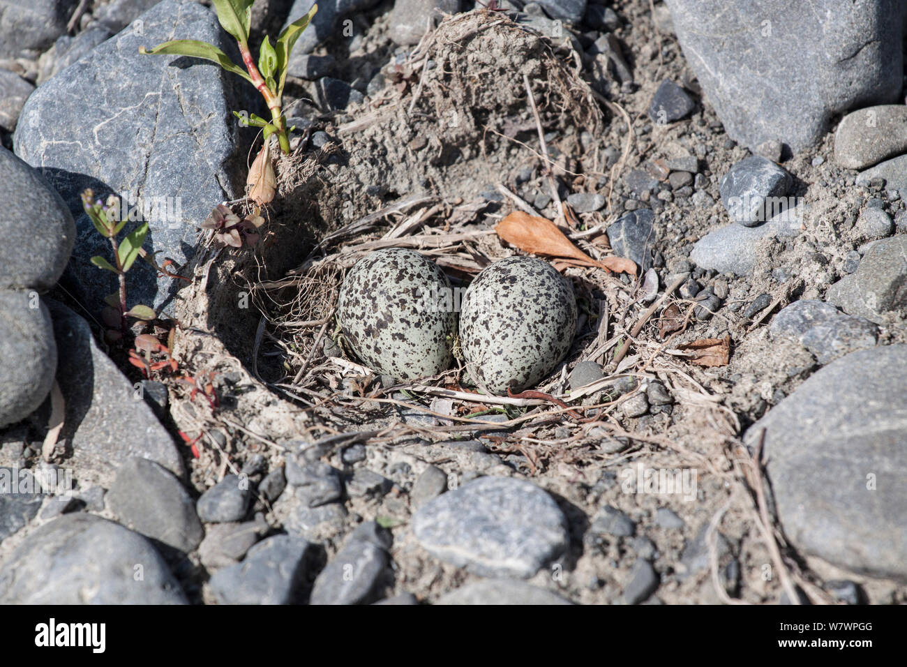 Nastrare dotterel / Double-nastrare plover (Charadrius bicinctus) nido contenente due uova su un filo intrecciato riverbed. Fiume Ngaruroro, Hawkes Bay, Nuova Zelanda, Novembre. Foto Stock