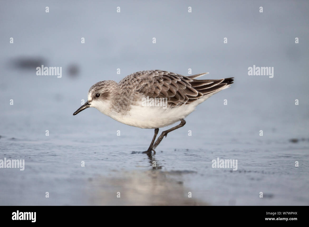 Adulto Rosso Colli (stint Calidris ruficollis) in non-allevamento piumaggio, alimentazione sulle velme. Manawatu Affitto estuario, Manawatu Affitto, Nuova Zelanda, Settembre. Foto Stock