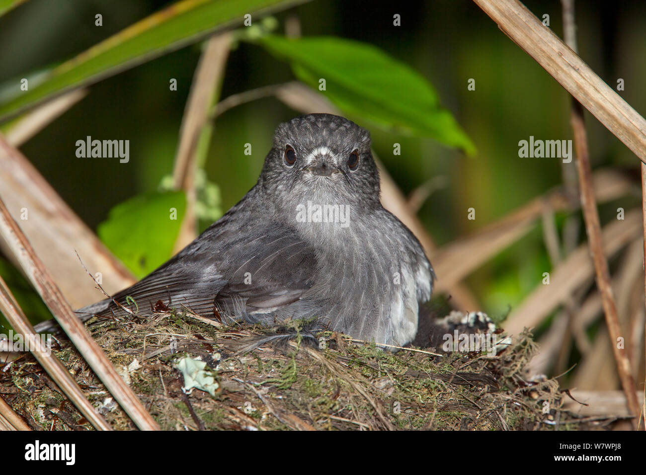 Femmina adulta North Island robin (Petroica longipes) meditabondo pulcini al nido. Tiritiri Matangi Island, Auckland, Nuova Zelanda, Settembre. Foto Stock