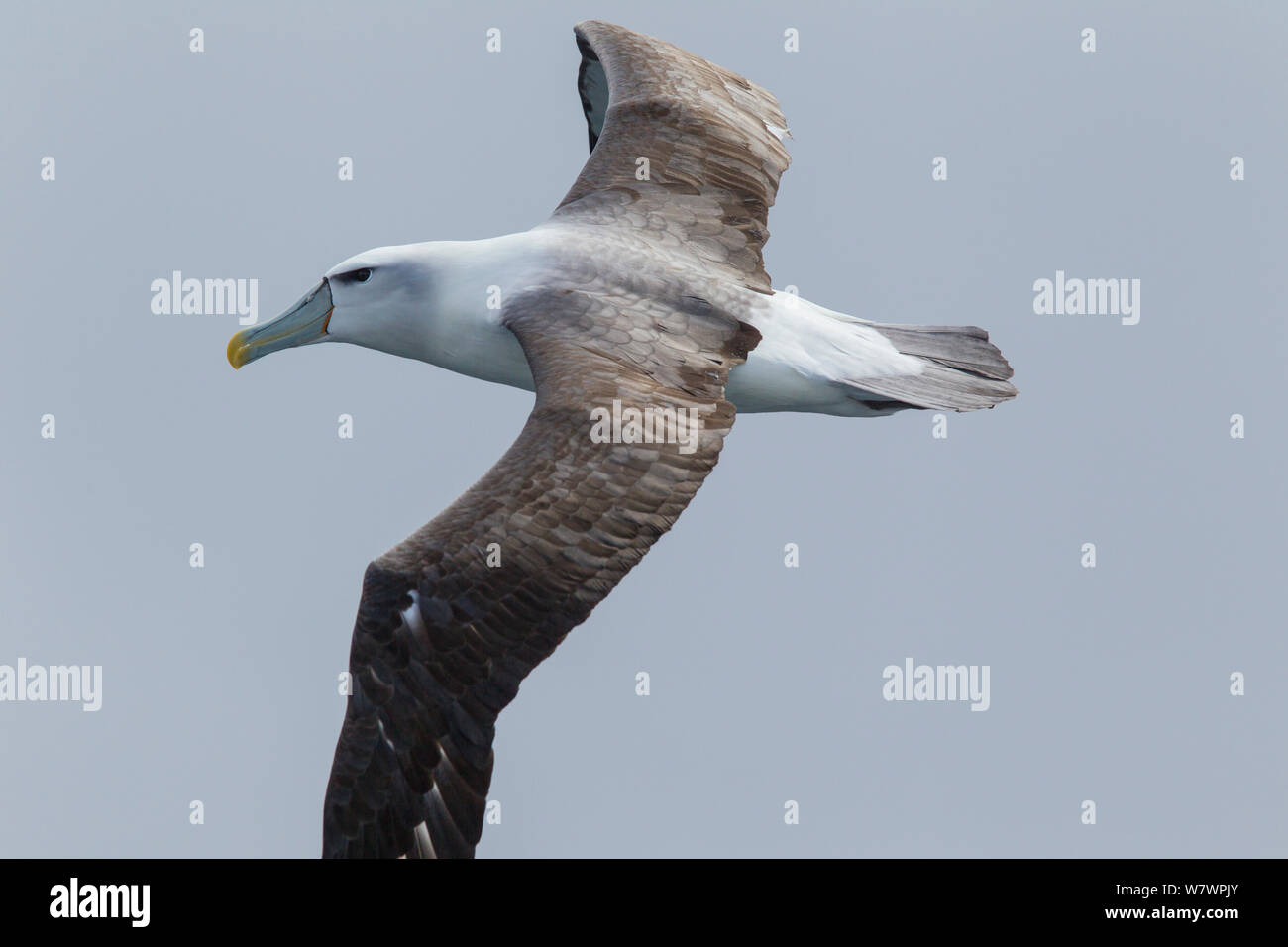 Adulto bianco-capped albatross (Thalassarche cauta) in volo che mostra la upperwing. Off Isola Stewart, Nuova Zelanda, Novembre. Vicino minacciati. Foto Stock