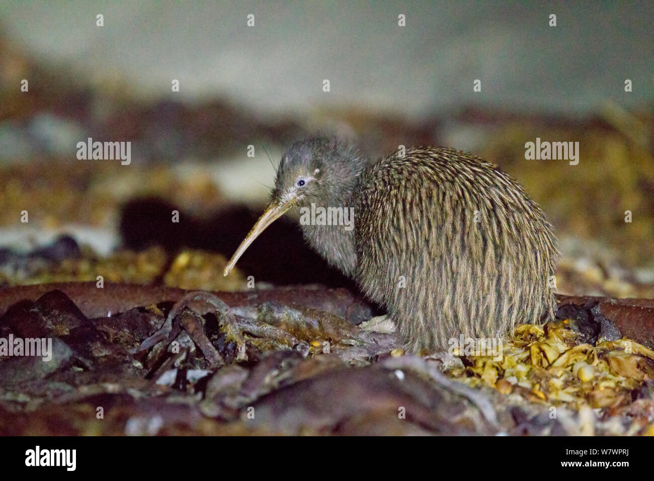 Adulto maschio marrone meridionale kiwi (Apteryx australis) alimentazione tra kelp su di una spiaggia di sabbia. Ocean Beach, l'isola di Stewart, Nuova Zelanda, Novembre. Le specie vulnerabili. Foto Stock