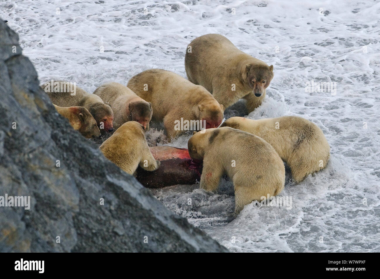Gruppo di orsi polari (Ursus maritimus) alimentazione sulla carcassa di tricheco alla base della scogliera, Wrangel Island, Far Eastern Russia, Settembre. Foto Stock