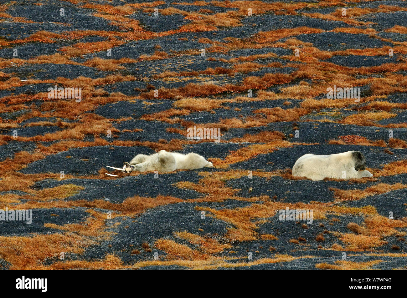Gli orsi polari (Ursus maritimus) di appoggio, una riproduzione con il cranio. Wrangel Island, Far Eastern Russia, Settembre. Foto Stock