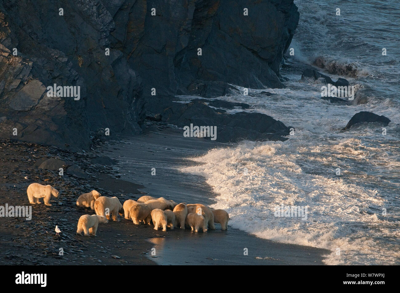 Orso polare (Ursus maritimus) gruppo alimentazione su tela sulla spiaggia, Wrangel Island, Far Eastern Russia, Settembre. Foto Stock