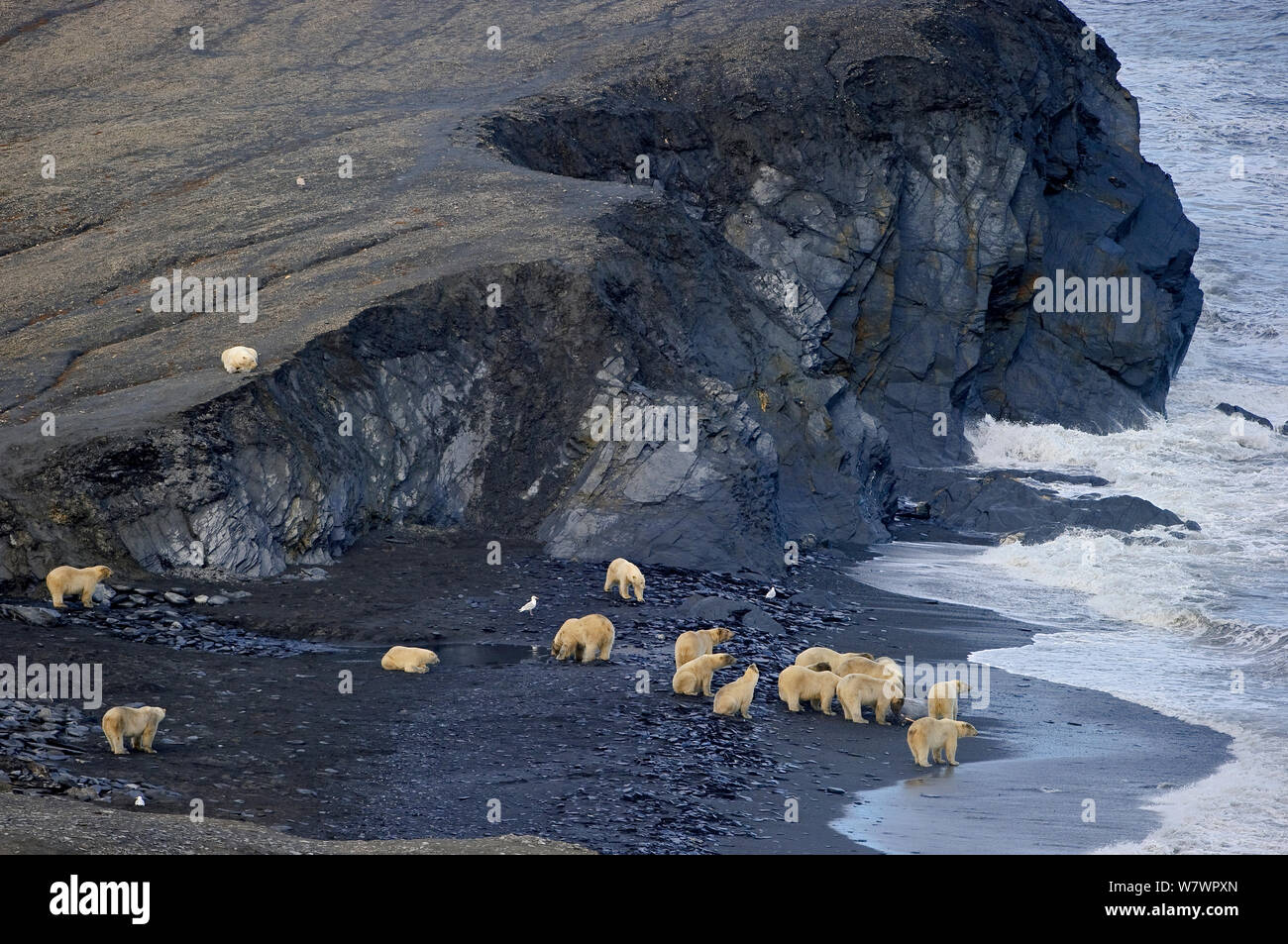 Orso polare (Ursus maritimus) gruppo sulla spiaggia con carcassa tricheco, Wrangel Island, Far Eastern Russia, Settembre. Foto Stock