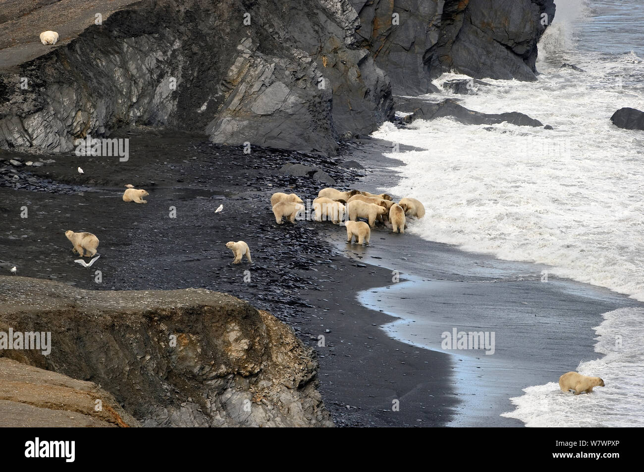 Orso polare (Ursus maritimus) gruppo alimentare sulla carcassa di tricheco, Wrangel Island, Far Eastern Russia, Settembre. Foto Stock