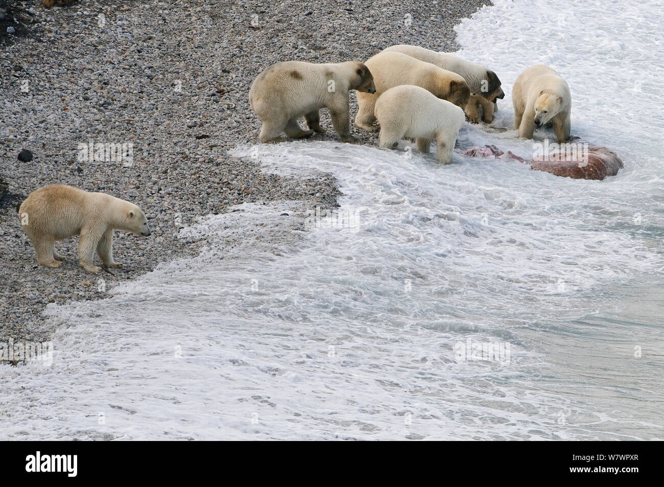 Orso polare (Ursus maritimus) alimentazione sulla carcassa in spiaggia, Wrangel Island, Far Eastern Russia, Settembre. Foto Stock