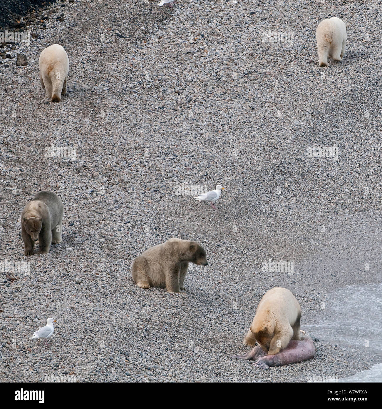 Orso polare (Ursus maritimus) gruppo sulla spiaggia, uno con la carcassa, Glaucous anche gabbiani (Larus hyperboreus) Wrangel Island, Far Eastern Russia, Settembre. Foto Stock