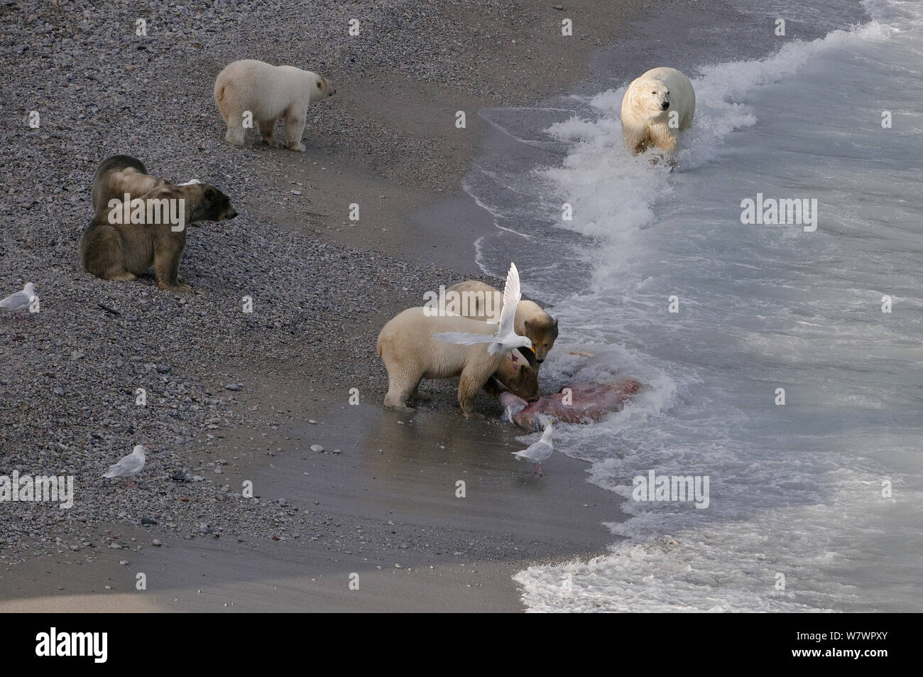 Gli orsi polari (Ursus maritimus) sulla spiaggia con carcassa tricheco, Wrangel Island, Far Eastern Russia, Settembre. Foto Stock