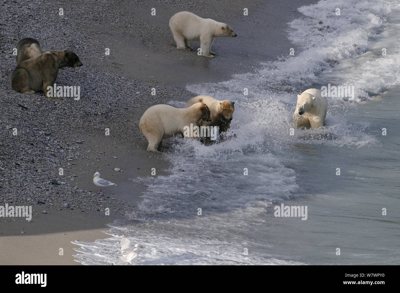 Gli orsi polari (Ursus maritimus) sulla spiaggia con carcassa tricheco, Wrangel Island, Far Eastern Russia, Settembre. Foto Stock