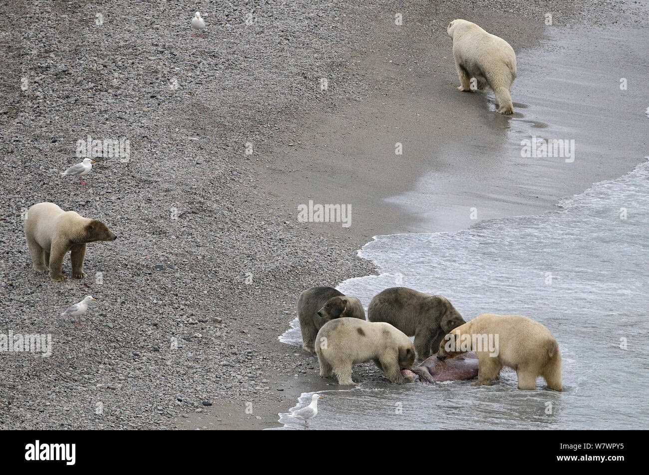 Orso polare (Ursus maritimus) gruppo alimentare sulla carcassa di tricheco sulla spiaggia, Wrangel Island, Far Eastern Russia, Settembre. Foto Stock