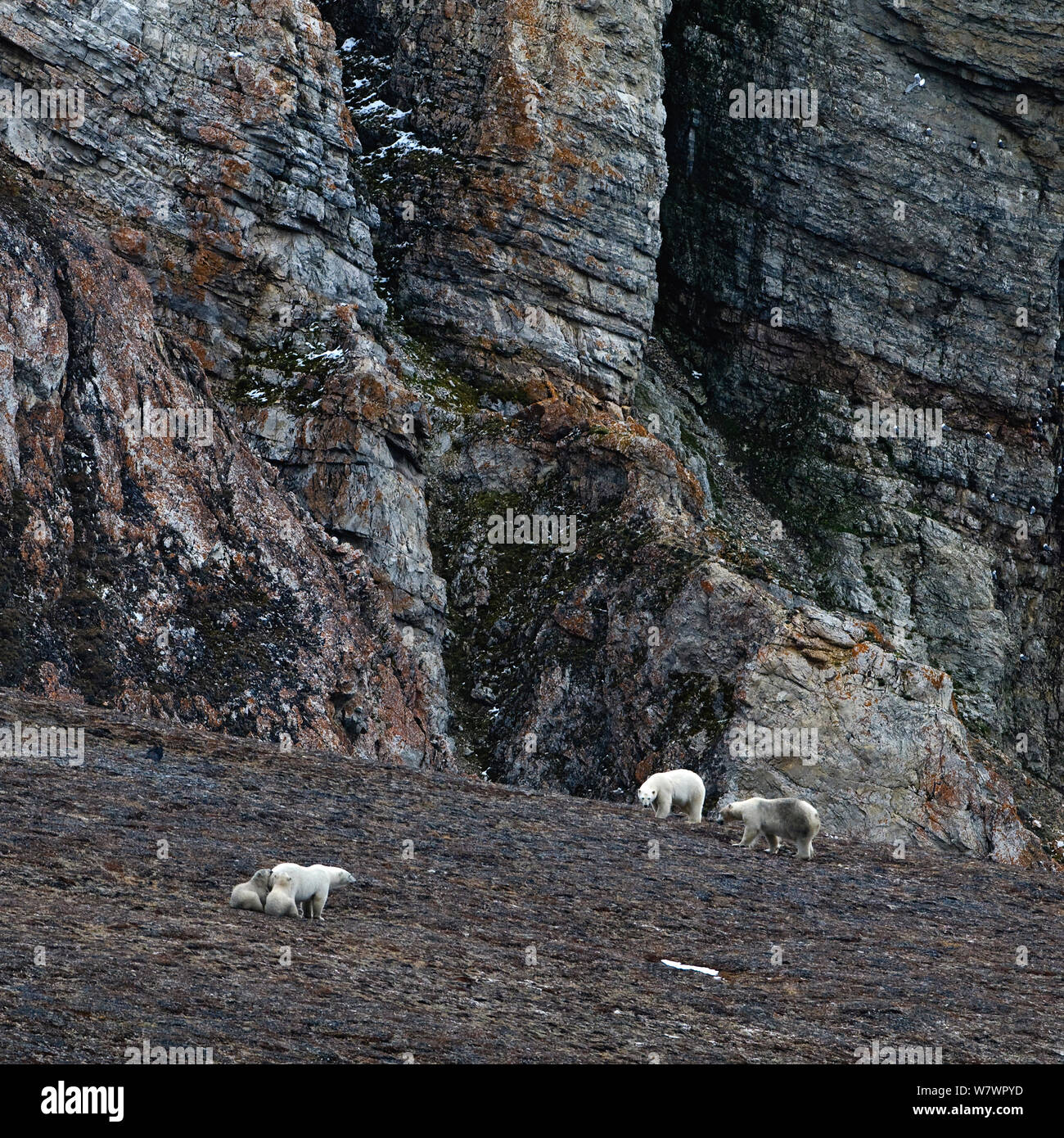 Orso polare (Ursus maritmus) madre con i cuccioli e più a piedi da scogliere, Wrangel Island, Far Eastern Russia, Settembre. Foto Stock