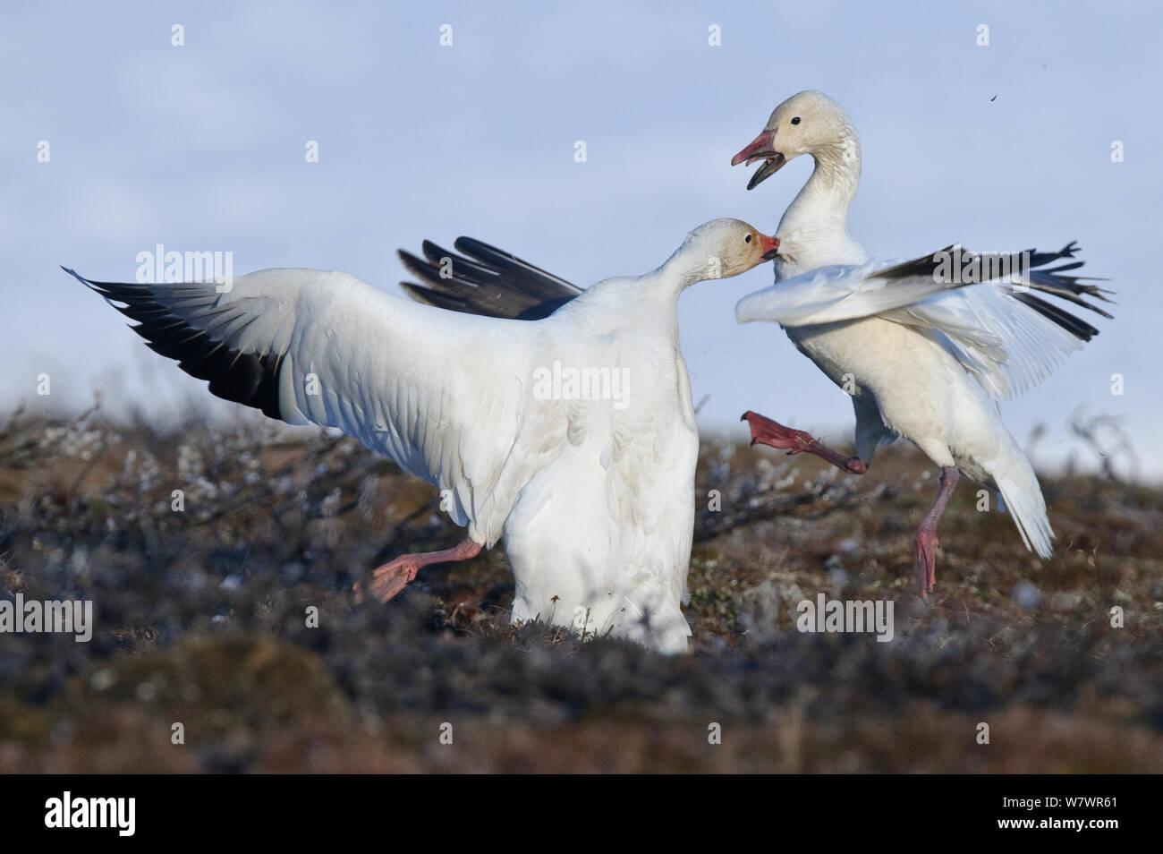 Le oche delle nevi (Chen caerulescens caerulescens) combattimenti, Wrangel Island, Far Eastern Russia, Giugno. Foto Stock