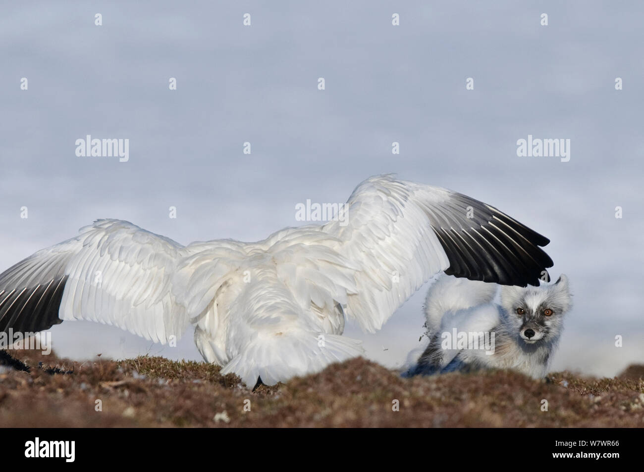 Snow goose (Chen caerulescens caerulescens) con ali fuori tesa, a caccia del titolo Arctic Fox (Vulpes vulpes lagopus) Wrangel Island, Far Eastern Russia, Giugno. Foto Stock